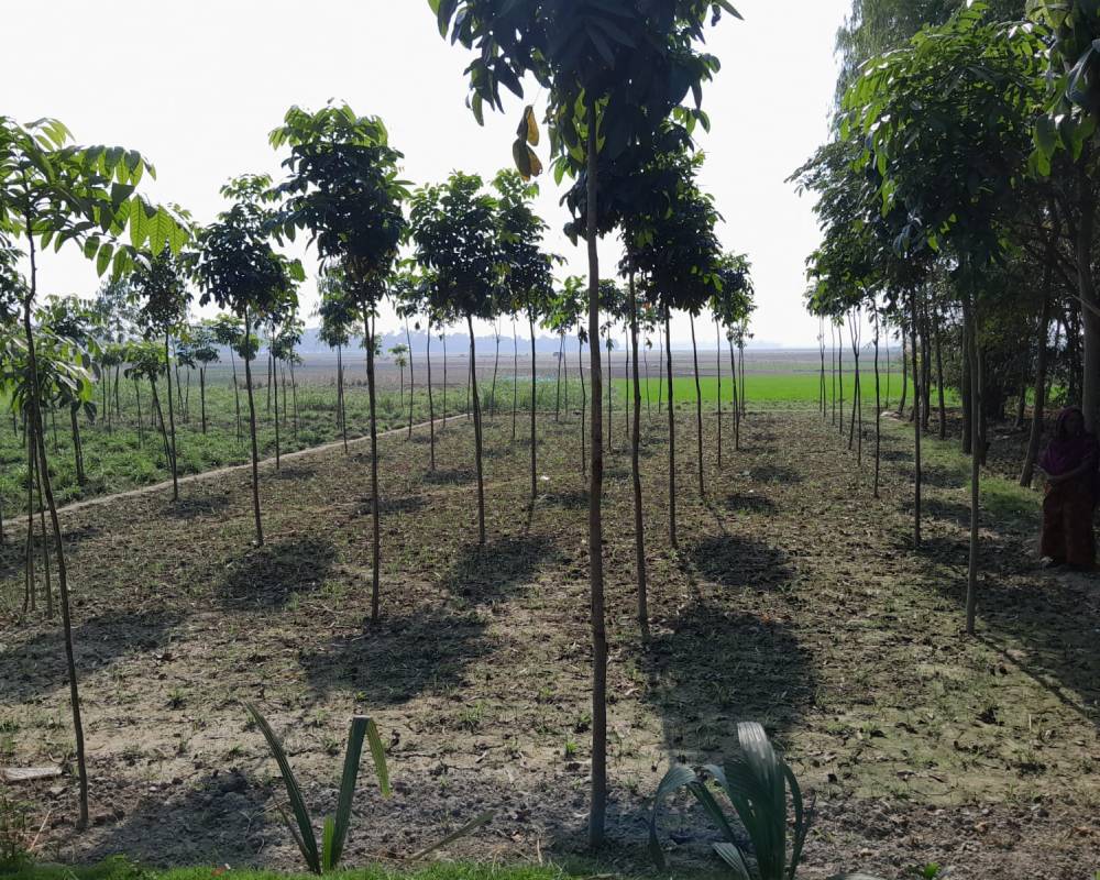 Climate-Friendly Tree Plantation Bondhu Foundation